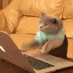 typing-cat